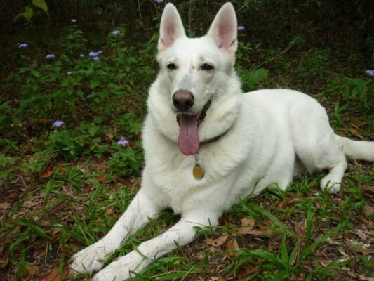 ENUKYCOM Dog Bath Grooming Kit - Pet Toothbrushes, Rubber Dog Bath & Massage Brush, Pet Shedding Massage Glove & Soft Silicone Cat Chin Acne Brush for Long and Short Haired Dogs, Cats & Small Animals - Dogs Bath Grooming Kit photo review