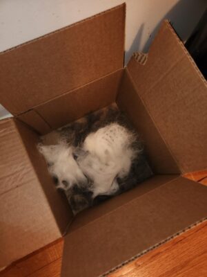 ENUKYCOM Double-Sided Pet Dog Cat Brush for Detangling Deshedding & Removing Small Mats plus Rubber Dog Bath Brush for Grooming, Shedding, Massage & Skin Care Brush - Best Pet Detangler Brushes photo review