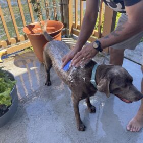 ENUKYCOM Dog Bath Grooming Kit - Pet Toothbrushes, Rubber Dog Bath & Massage Brush, Pet Shedding Massage Glove & Soft Silicone Cat Chin Acne Brush for Long and Short Haired Dogs, Cats & Small Animals - Dogs Bath Grooming Kit photo review