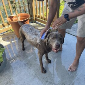 ENUKYCOM Dog Bath Grooming Kit - Pet Toothbrushes, Rubber Dog Bath & Massage Brush, Pet Shedding Massage Glove & Soft Silicone Cat Chin Acne Brush for Long and Short Haired Dogs, Cats & Small Animals - Dogs Bath Grooming Kit photo review