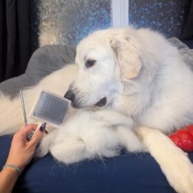 ENUKYCOM Specialized Grooming Tool for Great Pyrenees and Doodles (Goldendoodles, Poodles & Labradoodles) - Dog Slicker Brush & Comb Kit: Work Through Dense and Long Coats, for Both Matted Hair and Shedding photo review