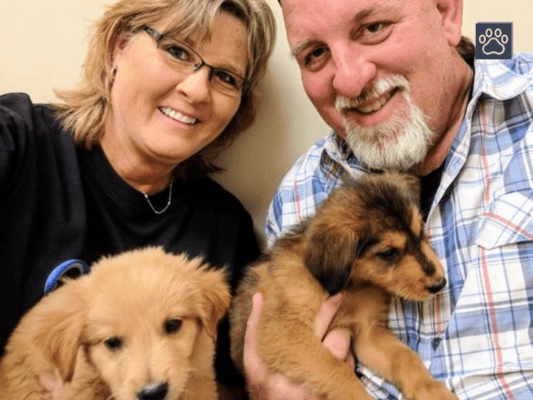 Taboos when raising dogs
