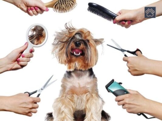 Why Grooming Brush for Dogs and Cats is Important?