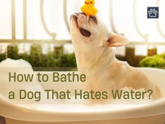 How to Bathe a Dog That Hates Water?