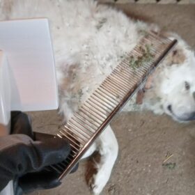 ENUKYCOM Specialized Grooming Tool for Great Pyrenees and Doodles (Goldendoodles, Poodles & Labradoodles) - Dog Slicker Brush & Comb Kit: Work Through Dense and Long Coats, for Both Matted Hair and Shedding photo review