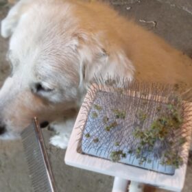 ENUKYCOM Specialized Grooming Tool for Great Pyrenees and Doodles (Goldendoodles, Poodles & Labradoodles) - Dog Slicker Brush & Comb Kit: Work Through Dense and Long Coats, for Both Matted Hair and Shedding photo review