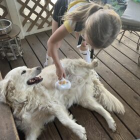 ENUKYCOM 2025 Steam Brush for Dogs and Cats - Pet Grooming Brush with Spray for Cats & Dogs; Water/Mist/Steam Brush for Cat & Dog; 4in1: Self Cleaning, Anti Static Shedding Spray Comb, Hair Removal, Misting Indoor Steamy Grooming Brush photo review