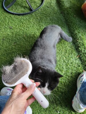 ENUKYCOM 2025 Steam Brush for Dogs and Cats - Pet Grooming Brush with Spray for Cats & Dogs; Water/Mist/Steam Brush for Cat & Dog; 4in1: Self Cleaning, Anti Static Shedding Spray Comb, Hair Removal, Misting Indoor Steamy Grooming Brush photo review