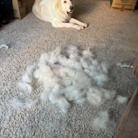 ENUKYCOM Specialized Grooming Tool for Great Pyrenees and Doodles (Goldendoodles, Poodles & Labradoodles) - Dog Slicker Brush & Comb Kit: Work Through Dense and Long Coats, for Both Matted Hair and Shedding photo review