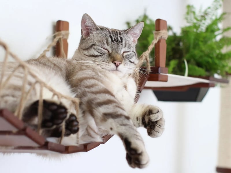 Pampered Pet