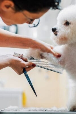 What kind of brush do you need for dog grooming?