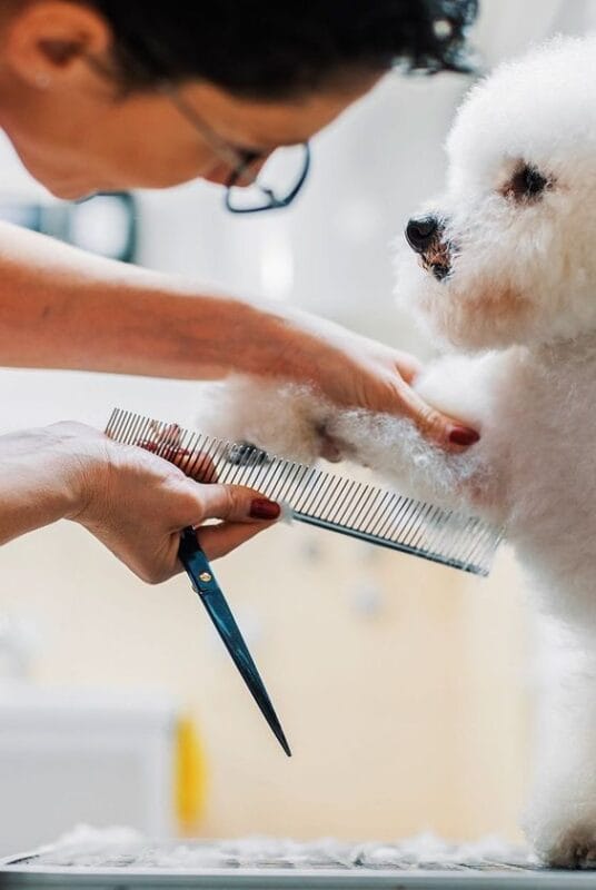 What kind of brush do you need for dog grooming?