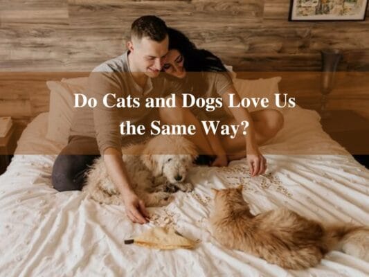 Do Cats and Dogs Love Us the Same Way?