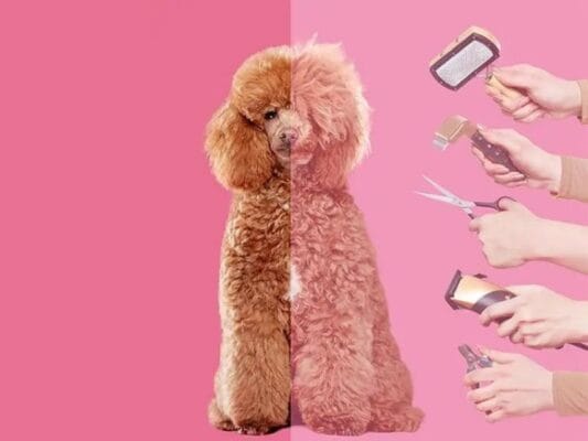 The Benefits of Grooming: How to Keep Your Dogs and Cats Happy, Healthy, and Well-Groomed