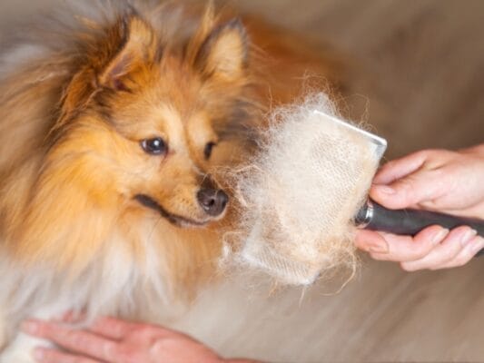The Importance of Regular Grooming for Cats and Dogs