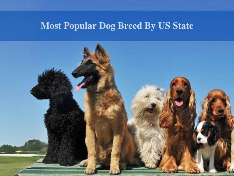 Most Popular Dog Breed By US State