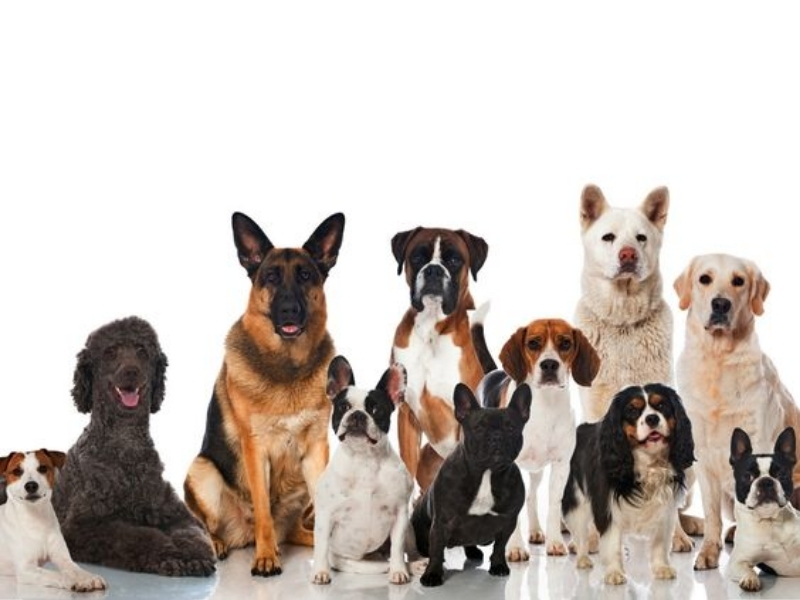 Initial Costs: Bringing Home Your New Best Friend